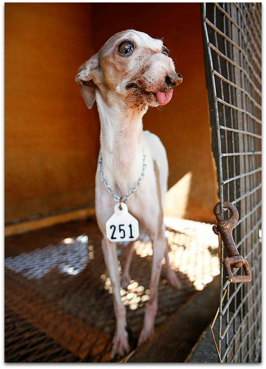 National Mill Dog Rescue