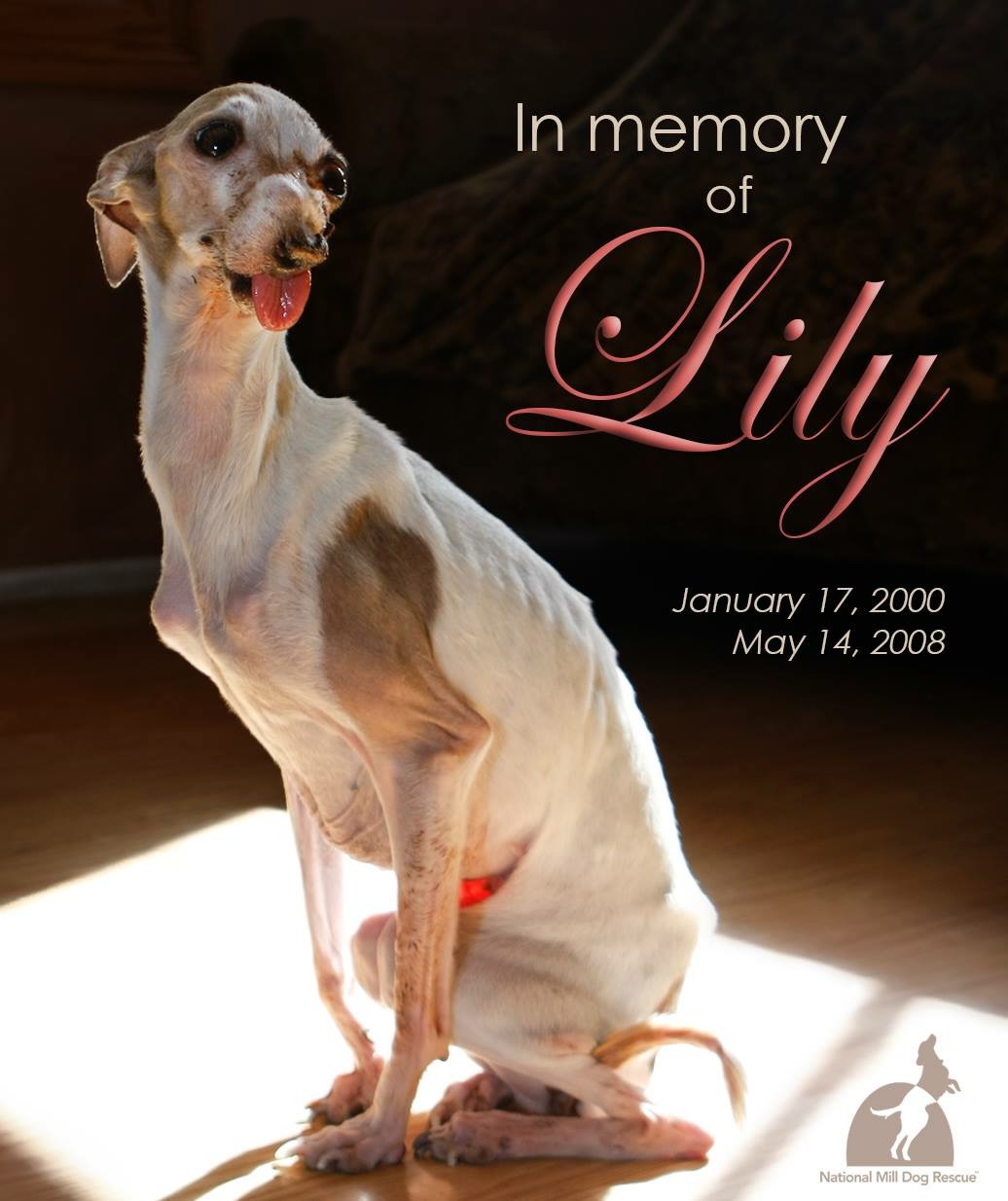 national puppy mill rescue