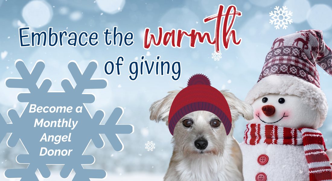 Angel-Donor-NMDR (1)