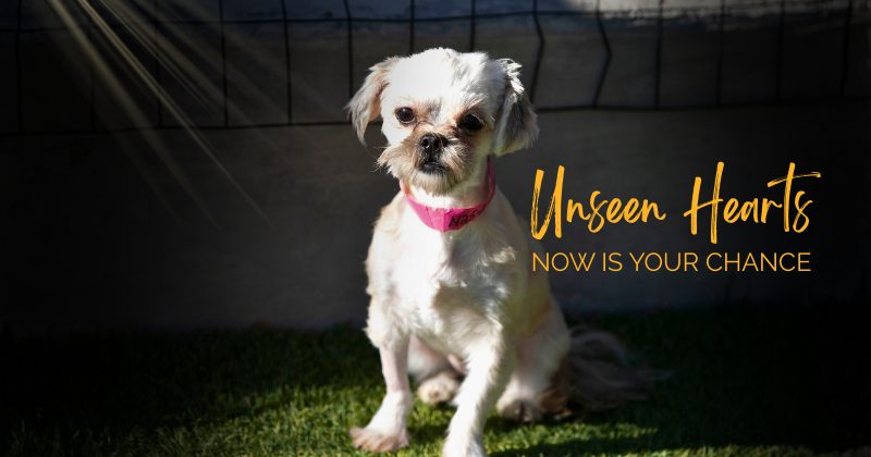 NMDR 2025 Year End Giving Campaign Unseen Hearts