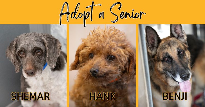 NMDR Adopt a Senior