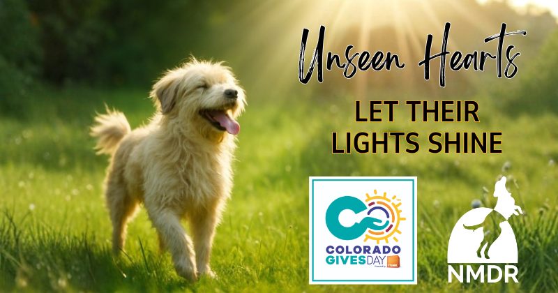 NMDR YEA 2025 CO Gives Day (2)